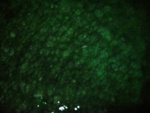 P1000308_2.jpg