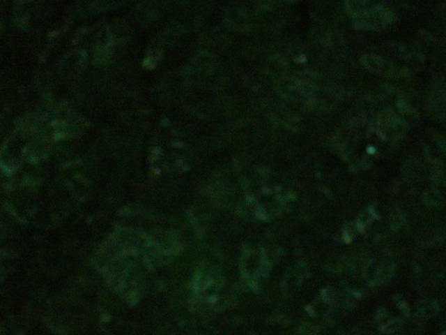 P1000309_2.jpg