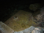 P1000311_2.jpg